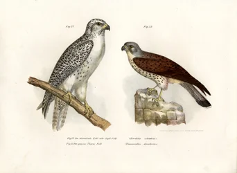 Faucon gerfaut islandais, 1864